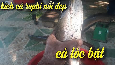 Kích cá xuyến. Thử bắt rophi với máy băm xung tự động.