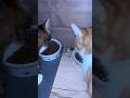 Коллективный труд - еда сама себя не съест #коты #cats #кошки #catsofyoutube #животные #erastov_pro