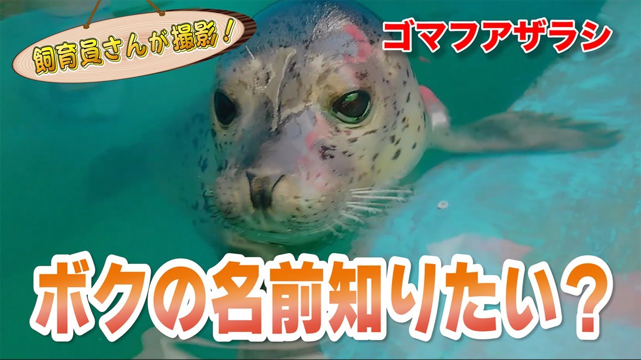 ゴマフアザラシの赤ちゃん ついに名前が決定 Youtube ゴマフアザラシの赤ちゃん ついに名前が決定 Youtube