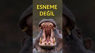 Su Aygırları Neden Esner?