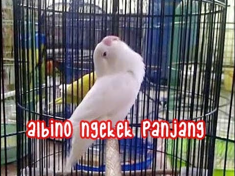Lovebird Jaman Now Lovebird Albino Ngekek Panjang Youtube