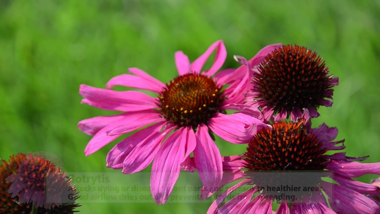 Echinacea Production Tips | Walters Gardens