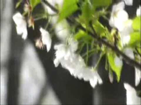 いい日旅立ち西へ.wmv