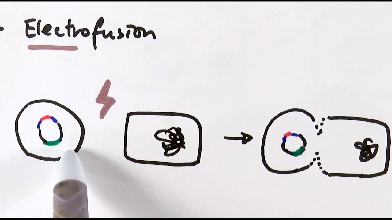 A2 Biology - Genetic engineering (OCR A Chapter 21.4)