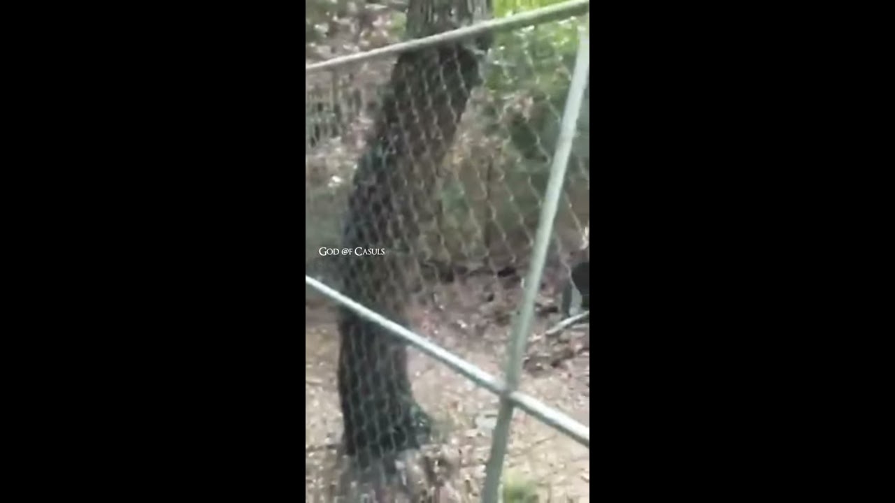 What is that? A cow?