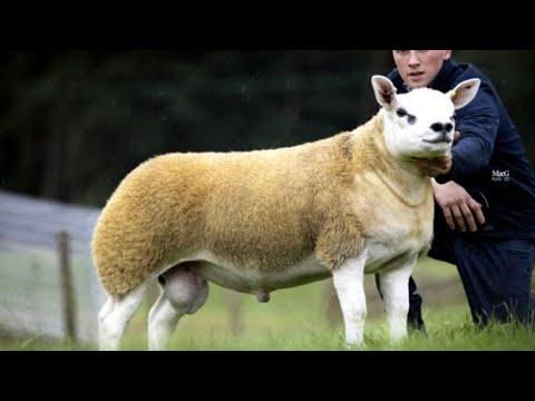 World&#039;s most expensive sheep sold in UK auction for £368,000. $490,000. Pakistani rupees 8 crores.