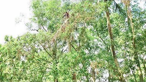 Cưa cây dừa sử dụng máy stihL ms 180 @ Tùng Trần văn