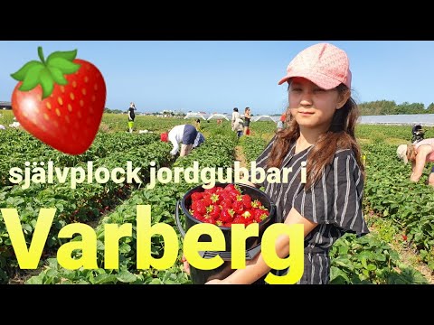 Video: Vilda Jordgubbar (25 Bilder): Skillnader Från Jordgubbar. Var Växer Den? Bladbeskrivning Och Rotmodifiering. Hur Häckar Vilda Jordgubbar I Skogen?