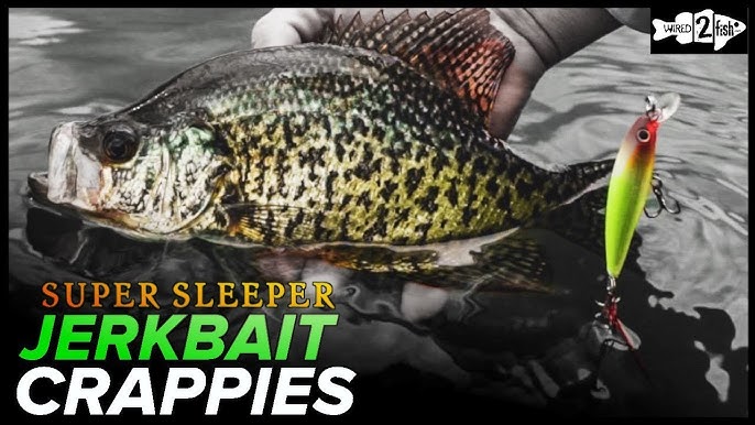 Black Crappie Swimbait in action! #blackcrappie#basslures#basslure