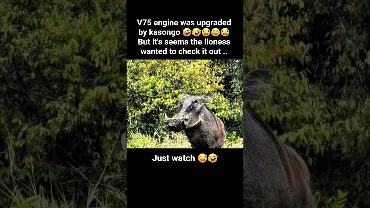 v75 engine is check and confirm