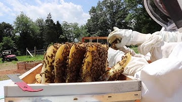 How to Salvage Naturally Drawn Out Honeycomb for a Langstroth Hive!