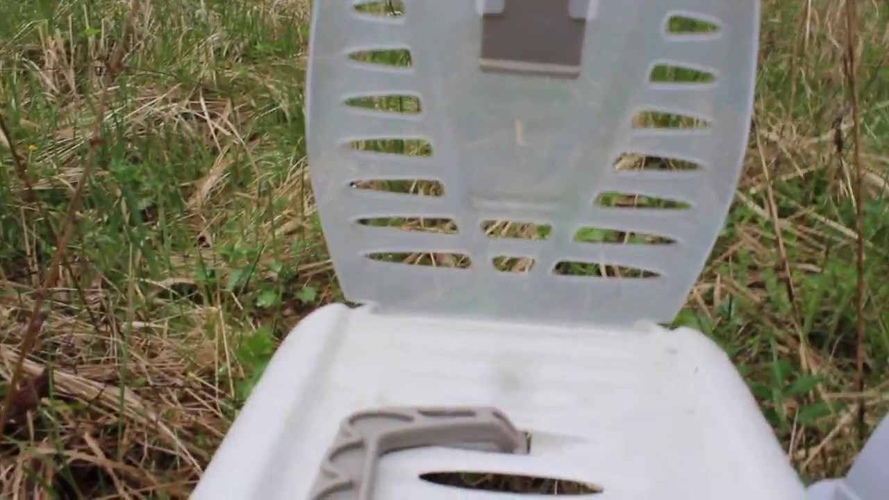 Погорелец Феникс улетел на волю! - YouTube