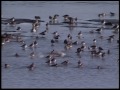 Celebrating Alaska's Shorebirds