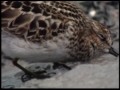 Celebrating Alaska's Shorebirds