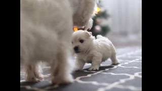 Look at this baby floof's wiggling tail!