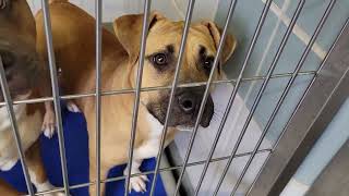acs A672534