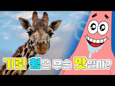 기린 침은 무슨 맛일까? 기린의 화학!