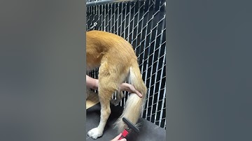 D6 using an undercoat rake