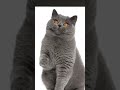 meow meow f***