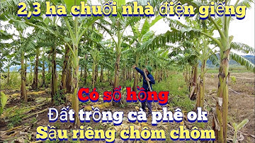 Cần nhượng 2,3 ha có nhà điện chuối sầu riêng chôm chôm có sổ hồng.