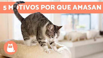 ¿Qué significa que un gato amase?