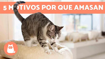 ¿Por qué los gatos amasan antes de tumbarse?