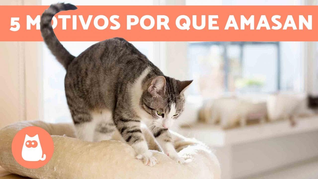 Por qué los GATOS AMASAN? 😼 Origen y 5 Significados (Actualizado 2019) -  YouTube