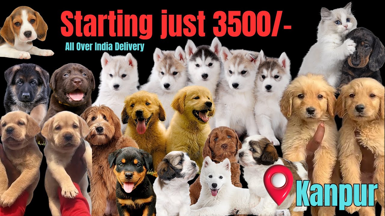 Cheapest Dogs And Cats Kanpur Starting 3500 Only Pet Shop In Kanpur Cheapest Dogs And Cats Kanpur Starting 3500 Only Pet Shop In Kanpur