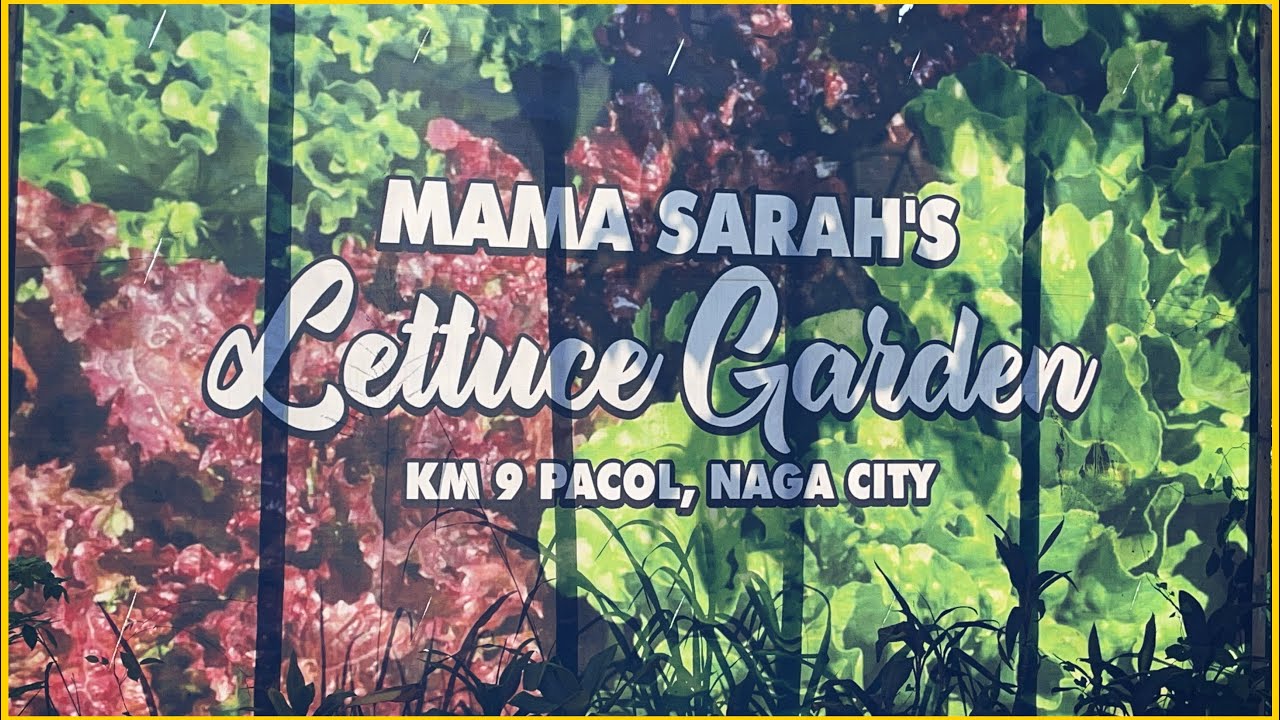 MAMA SARAH’S LETTUCE GARDEN AT NAGA CITYHEALTHY MEALFOOD VLOG YouTube