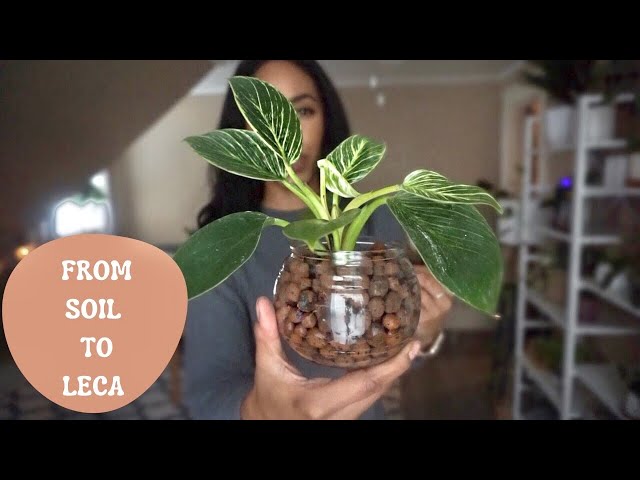 From Soil to LECA | Philodendron Birkin - YouTube