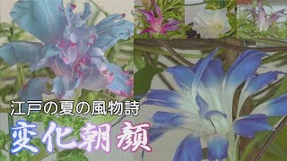 江戸の夏の風物詩　変化朝顔