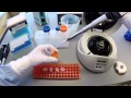 Protocol 1 - DNA Extraction Part 2