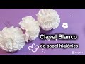 Clavel Blanco de papel Higiénico