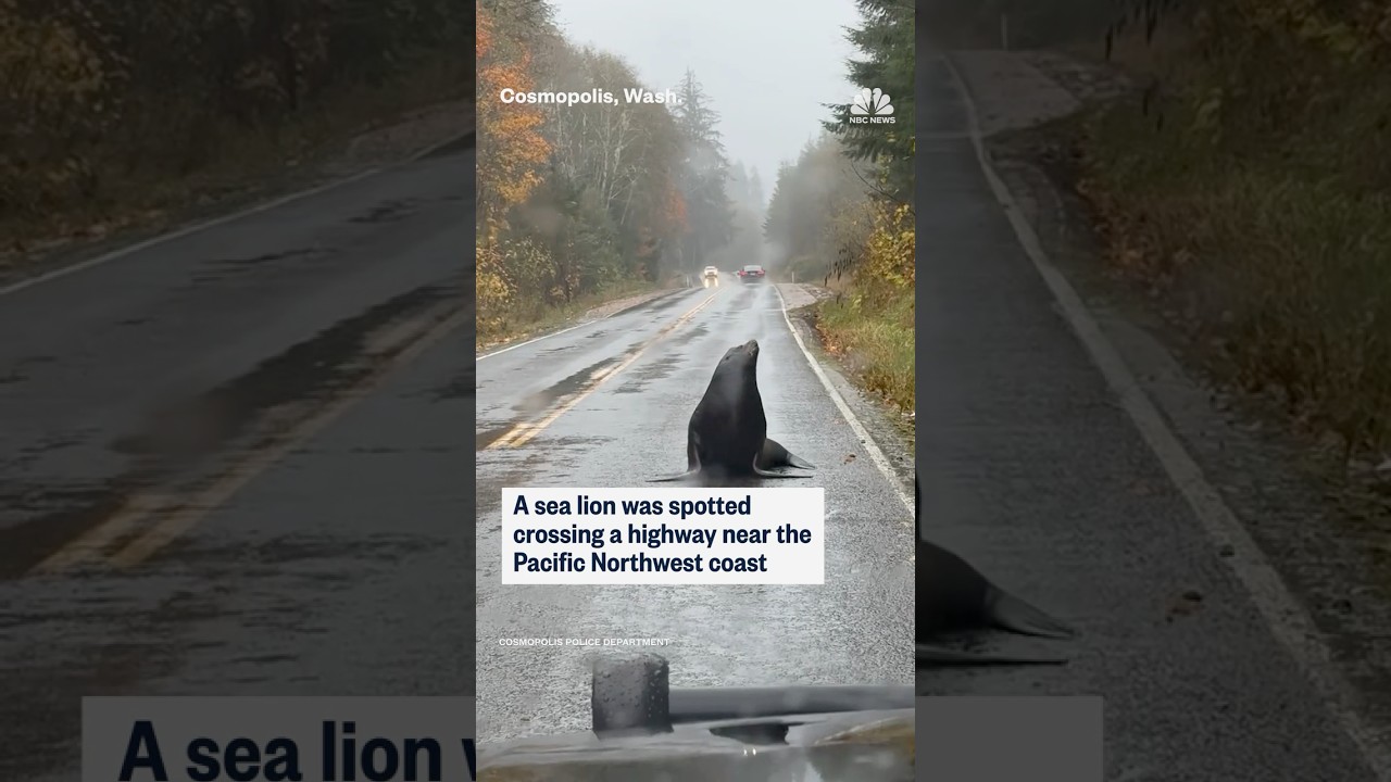 A sea lion was spotted crossing a highway near the Pacific Northwest coast
