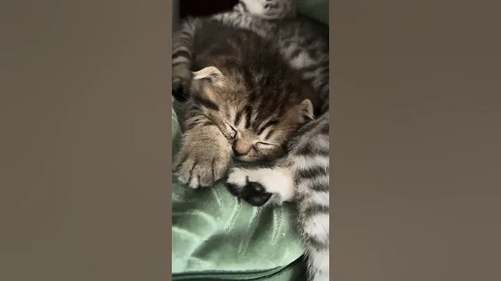 Watch the video about #cat #kitten #baby #catlover #funny #kitty #sleep