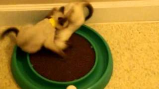 Girl Fight- siamese kittens wrestling- cute funny cat video
