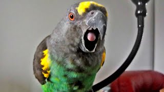 Sweet but a Psycho - Saga the Meyer's parrot by Frida 34 views 8 months ago 3 minutes, 3 seconds