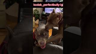 2 American bully breeds having Bonding time from :kodak_perfectbullyig #dog #pets #animal