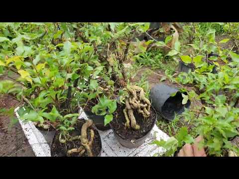 Video Hồng Ngọc Mai Quái 6 Cây 500k ☎️0933368532 rẻ nhât thị... - youtube