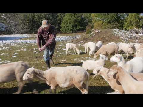 Matt DeVader: Rocky Top Ranch and Katahdin Sheep