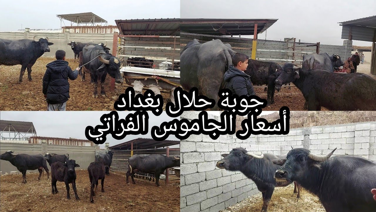 إفتتاح جوبة حلال بغداد تاج الدين وانهيار اسعار الجاموس😱اليوم السبت 2022/1/1