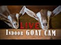 10 PREGNANT Goats! | Watch our BELLIES Grow | Syman Says Farms