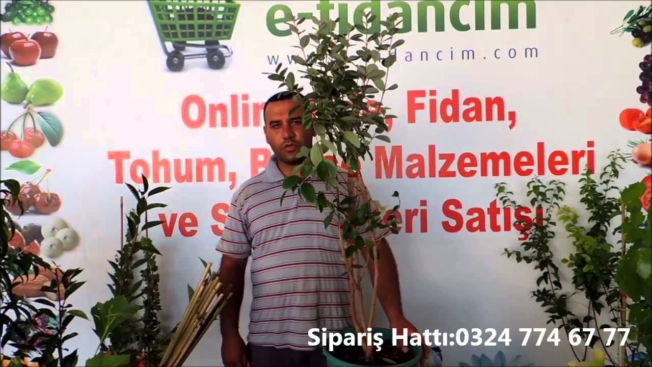 Feijoa Kaymak Ağacı Fidanı Satışı ve Özellikleri