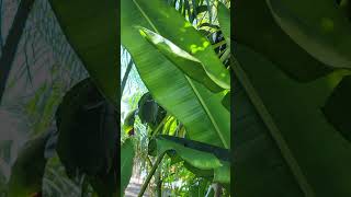 Atala Erfly Colony In South Florida Relaxing And Getting Ready To Rest