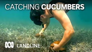 Hopes that sea cucumber trade can help revive Malgana community | Landline | ABC Australia