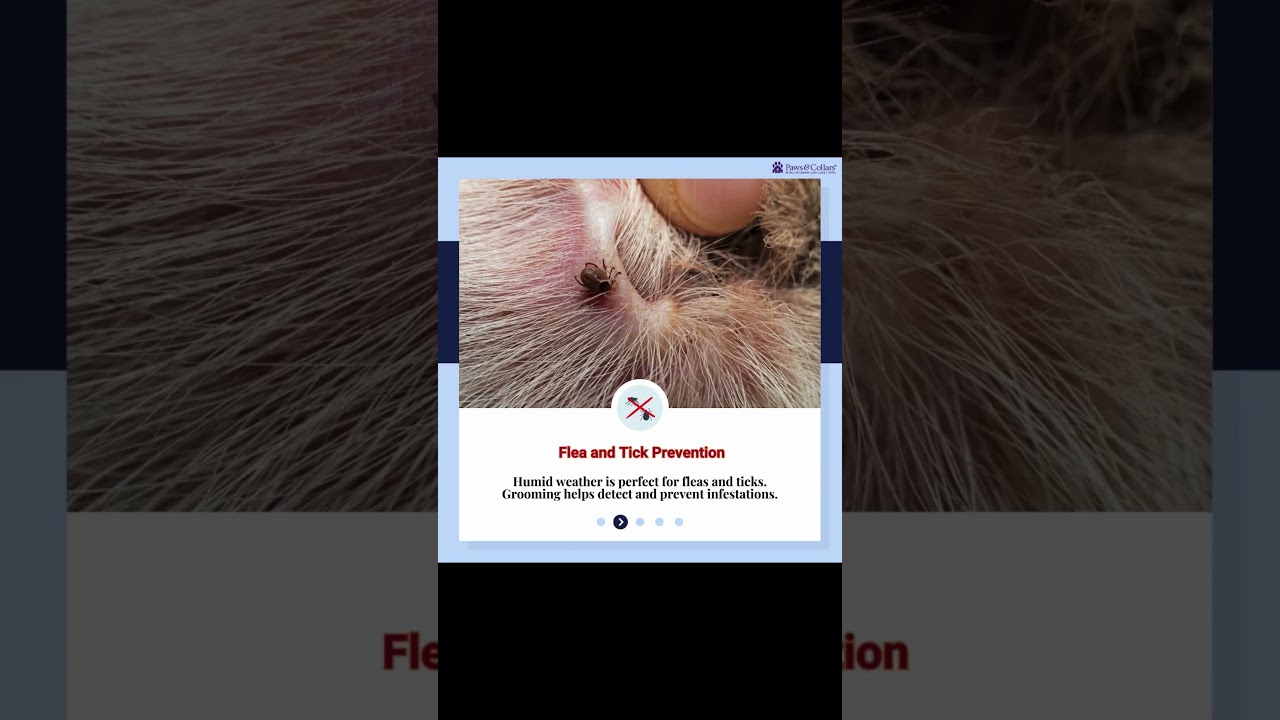 MONSOON WELLNESS | PET HEALTH | PAWSNCOLLARS