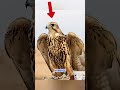 Why These Falcons Travel Blind for 14 Hours