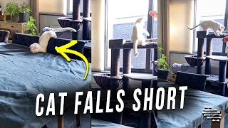 Cat Falls Short and Smacks the Table Chasing His Ball