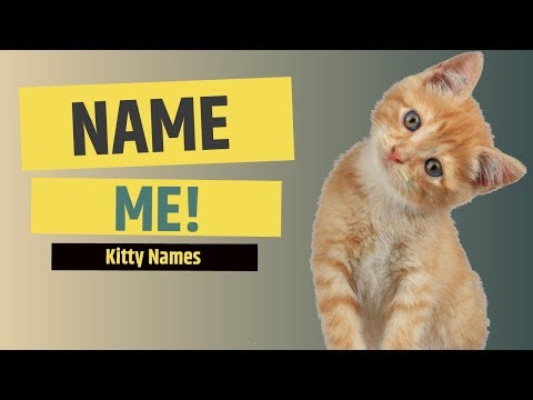 top-kitten-names-2019-|-nombres-para-gatos-|-cat-names