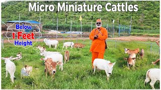 Goshala visitor from Maharastra to see miniature cows Nadipathy Goshala Yeleswaram #viral #trending